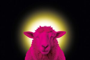 En rosa Schaf mit Heiligenschein